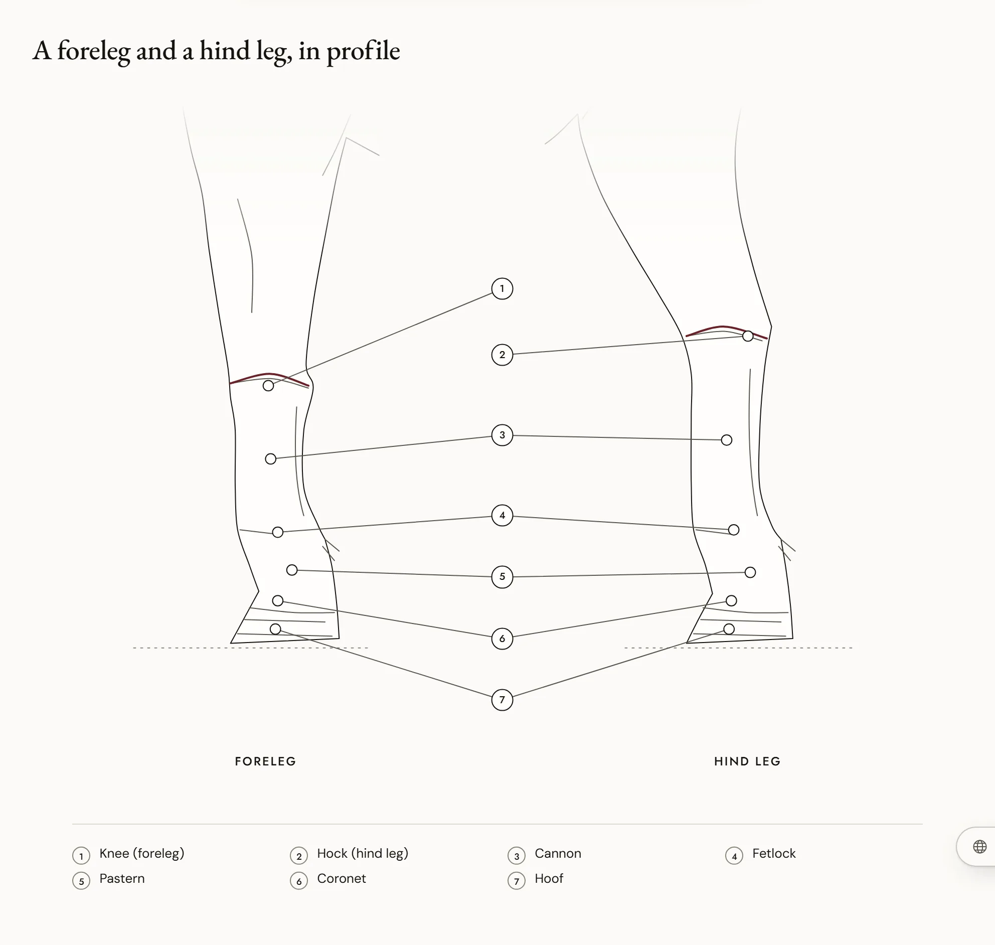 A foreleg and a hind leg, in profile — A horse’s foreleg and hind leg seen from the left side, side by side, with seven markers: the knee on the foreleg, the hock on the hind leg, then on both legs the cannon, the fetlock, the pastern, the coronet and the hoof.