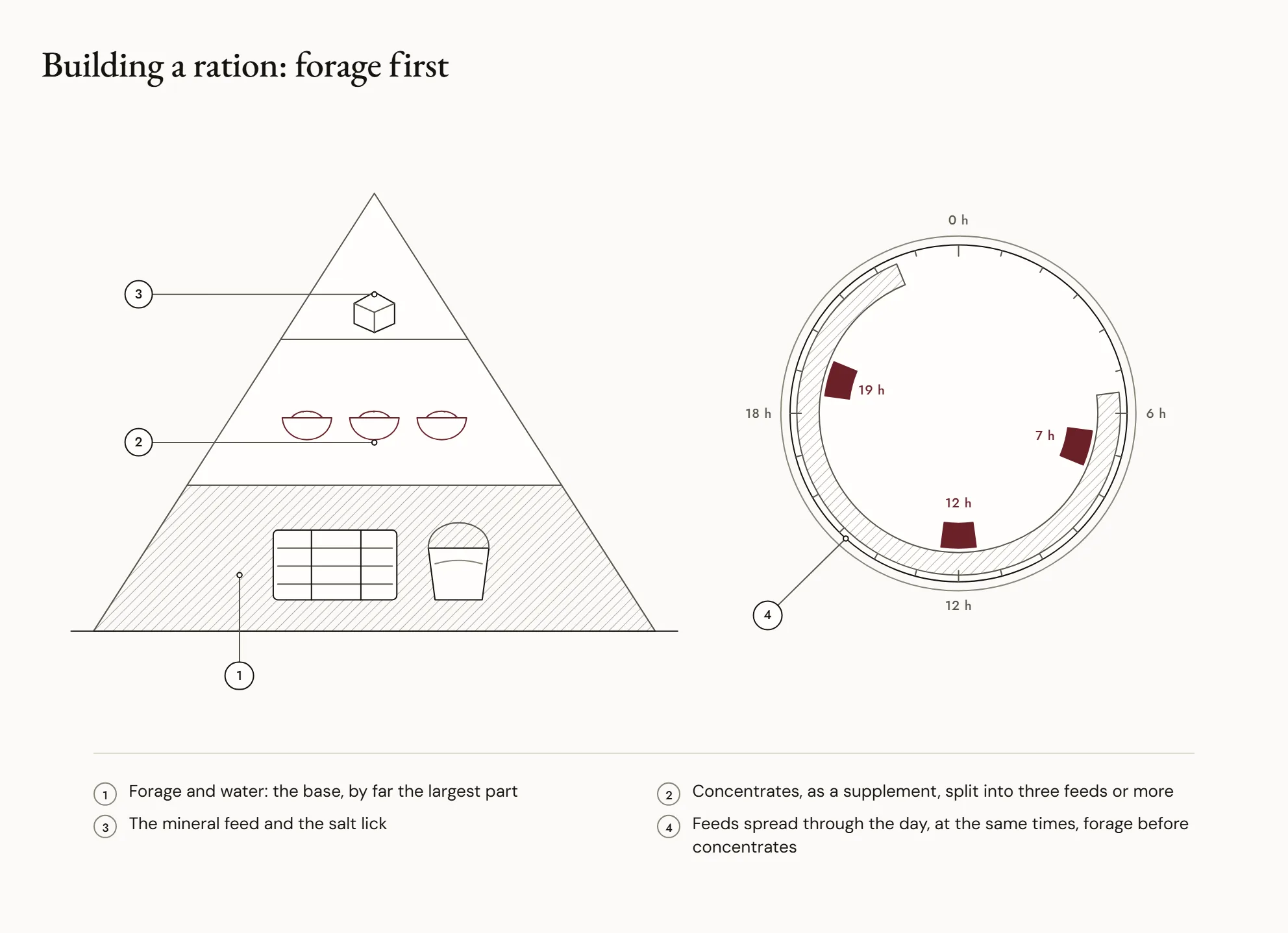 Building a ration: forage first — A pyramid: at the base, very wide, forage and water; in the middle, hard feed split into three meals; at the top, small, the mineral feed and the salt lick. Beside it, a clock shows the meals spread over the day.