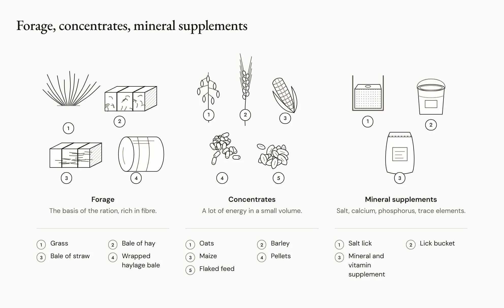 Forage, concentrates, mineral supplements — Three groups of feed: on the left, forage — grass, a bale of hay, straw, a wrapped bale of haylage; in the centre, concentrates — oats, barley, maize, cubes, flaked feed; on the right, a salt lick, a lick bucket and a bag of mineral supplement.