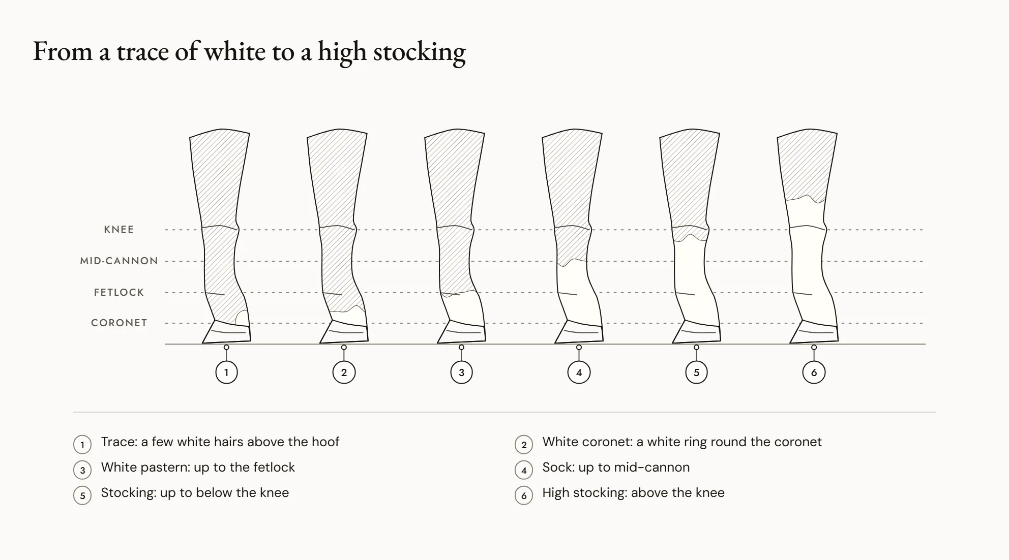 From a trace of white to a high stocking — Six legs in a row, from the least white to the most: a few white hairs above the hoof, a white coronet, a white pastern up to the fetlock, a sock to mid-cannon, a stocking to just below the knee, a high stocking above the knee.