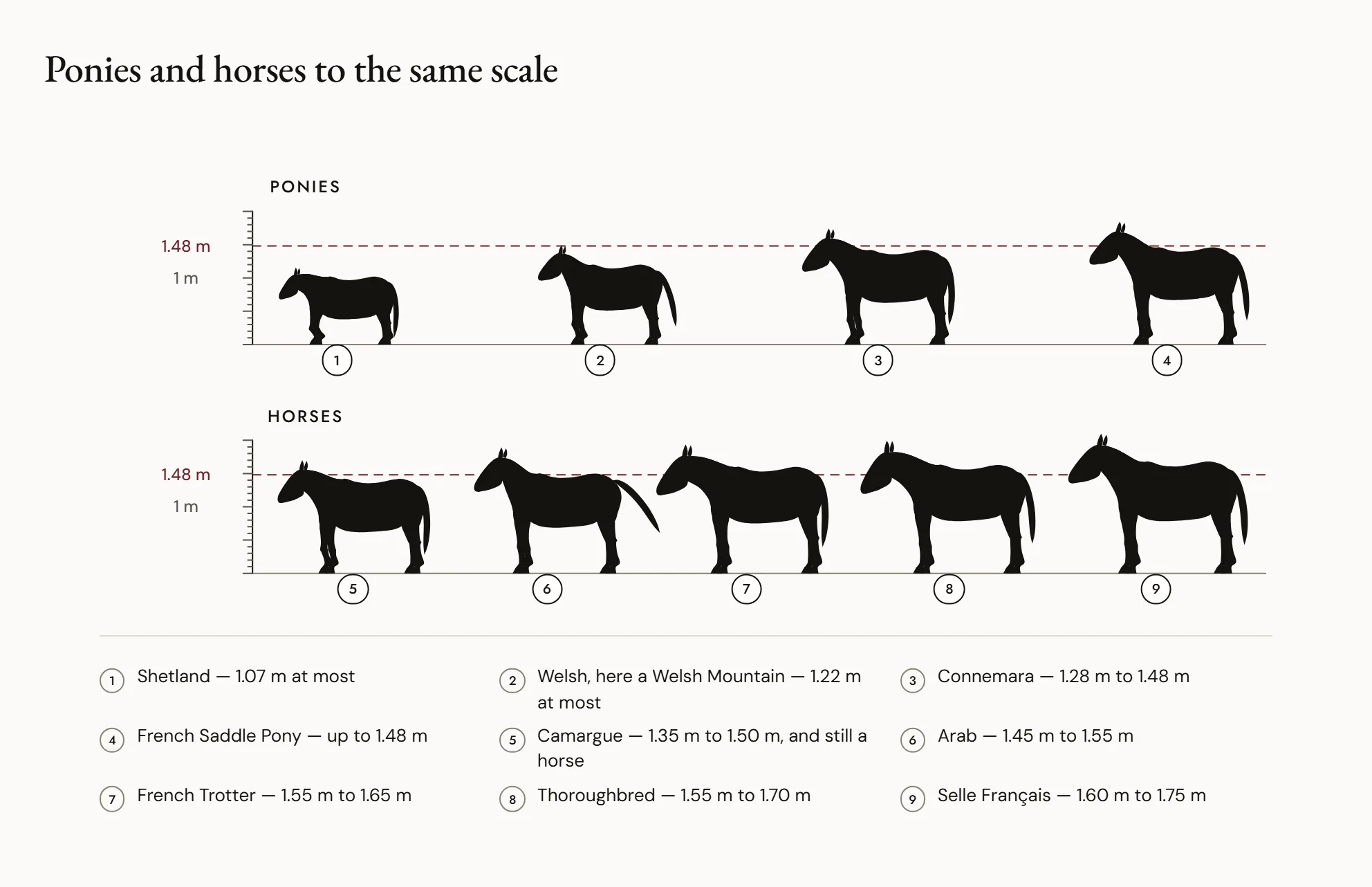 Ponies and horses to the same scale — Profile silhouettes lined up against a measuring stick: a Shetland, a Welsh, a Connemara and a French Riding Pony, then a Camargue, an Arab, a French Trotter, a Thoroughbred and a Selle Français, with a horizontal line at 1.48 m.
