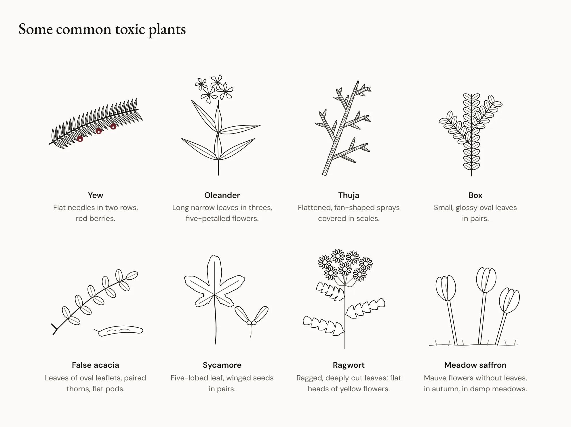 Some common toxic plants — A plate of eight plants drawn with their leaves and fruit: yew and its red berries, oleander, thuja, box, false acacia, sycamore and its winged seeds, ragwort with its yellow flowers, autumn crocus with its mauve flowers.