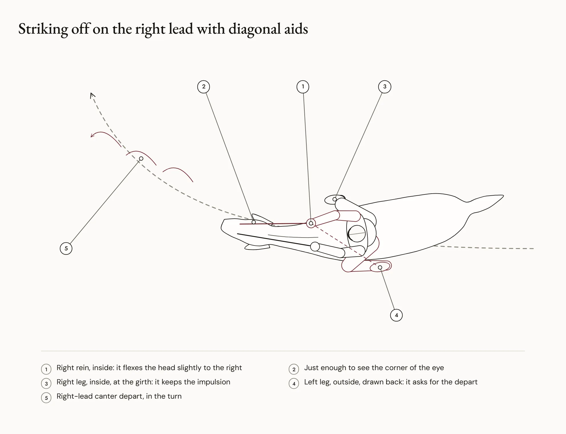 Striking off on the right lead with diagonal aids — Seen from above, a rider in a turn on the right rein: the right rein, the inside one, sets the head slightly to the right; the left leg, the outside one, is drawn back behind the girth; the right leg stays on the girth. Arrows show the strike-off on the right lead.