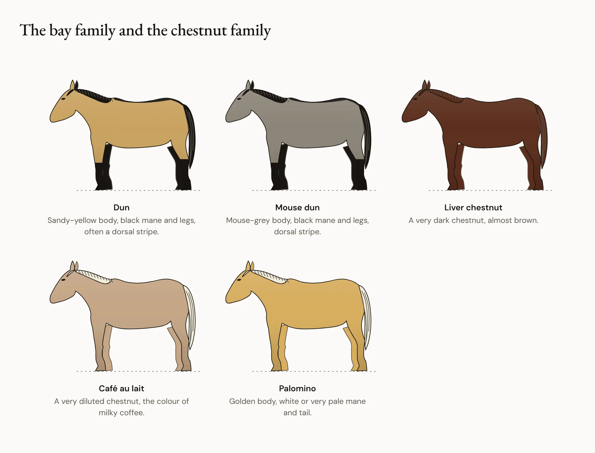 The bay family and the chestnut family — Two rows of horses in profile. At the top, a bay, a yellow dun with a black mane and tail, and an ash-grey mouse dun with a black mane and tail. At the bottom, a chestnut, a liver chestnut almost the colour of chocolate, an even, light café au lait and a golden palomino with a white mane.