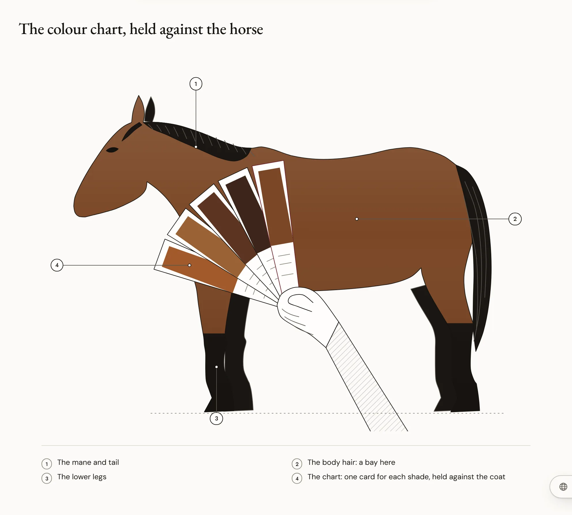 The colour chart, held against the horse — A hand holds a fan of coloured cards against the shoulder of a bay horse, to compare the shade of its coat with those of the chart.