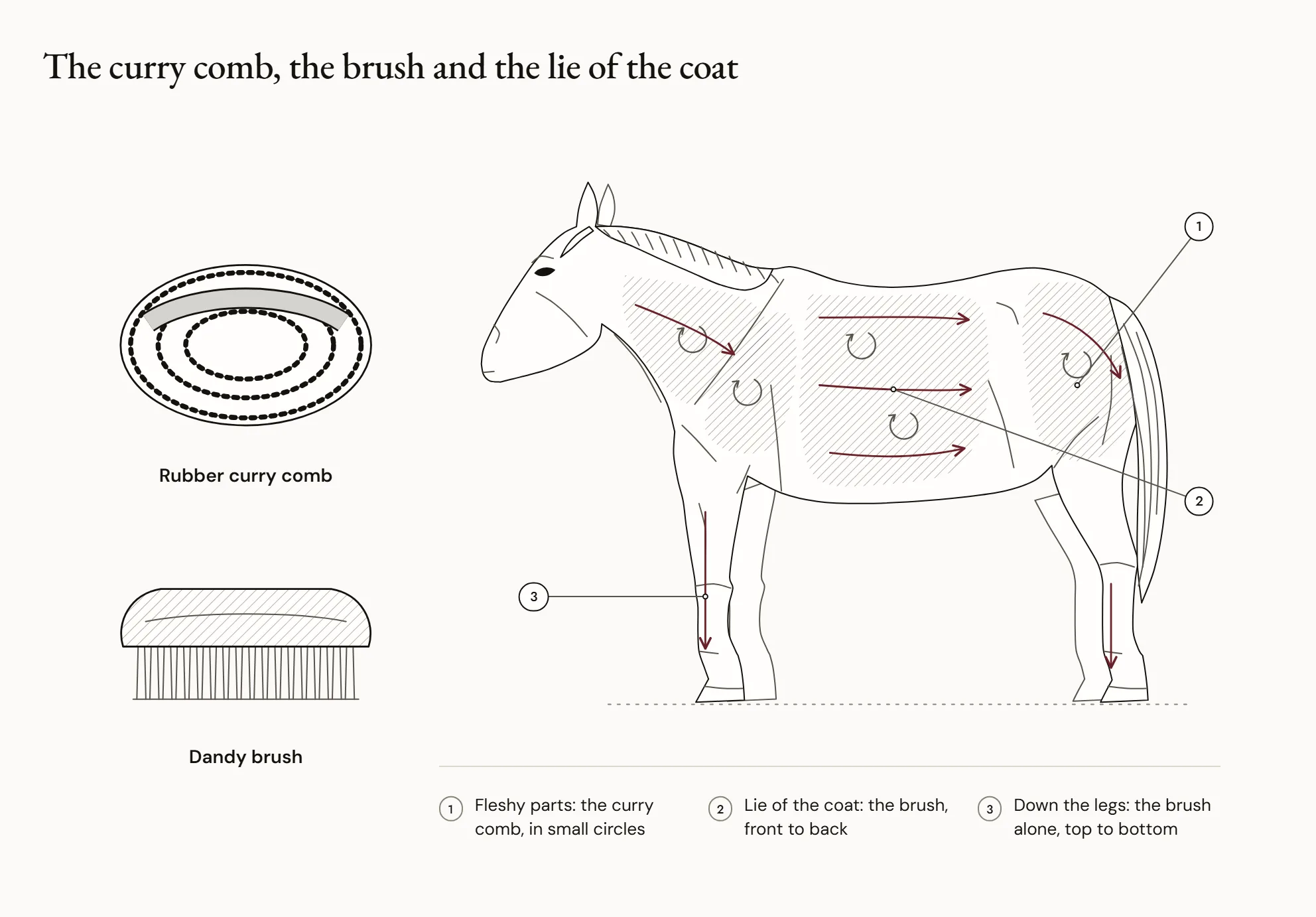 The curry comb, the brush and the lie of the coat — On the left, a rubber curry comb and a brush. On the right, a pony in profile: the fleshy parts where the curry comb is used are shaded and marked with small circular arrows; long arrows show the way the hair lies, from front to back on the body and from top to bottom on the legs.
