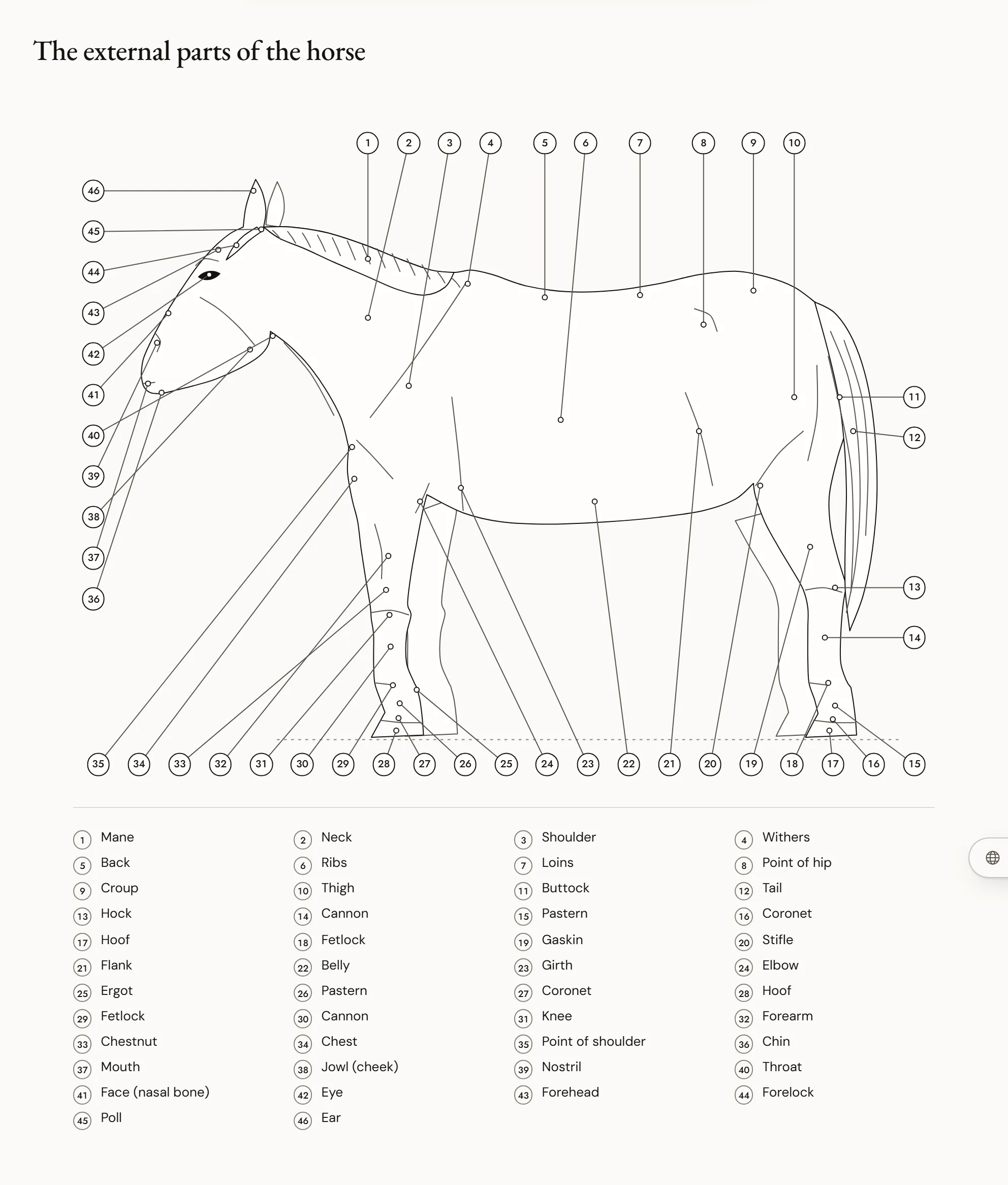 The external parts of the horse — A horse in left profile with some fifty numbered parts, from the poll to the hooves, and three lines separating the forehand, the body and the hindquarters.