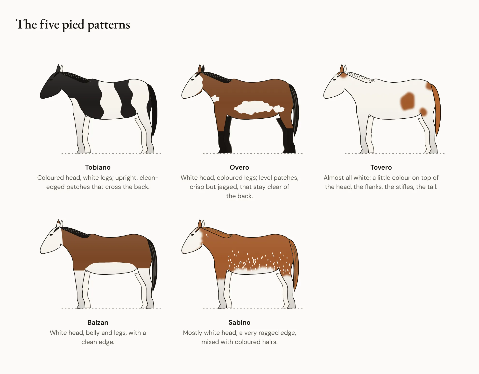 The five pied patterns — Five horses in profile: a tobiano with a coloured head and upright white patches crossing the back; an overo with a white head and horizontal patches that do not touch the back; a tovero, almost entirely white; a balzan with white head, belly and legs; a sabino with ragged white patches.