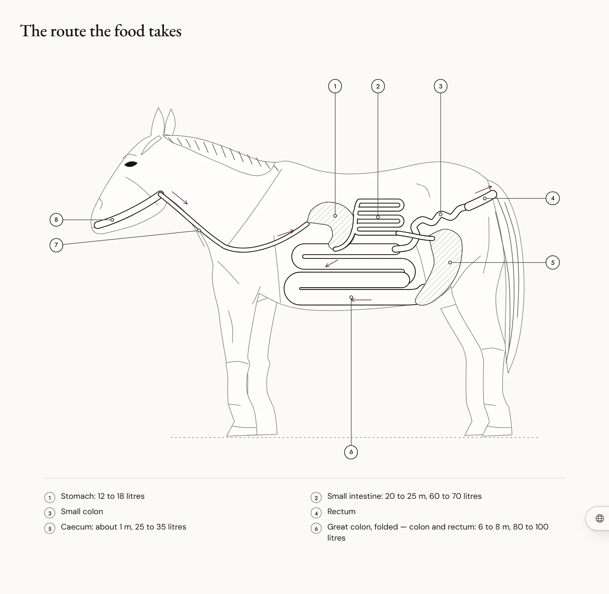 The route the food takes — Diagram of a horse’s digestive tract in profile: mouth, oesophagus, small stomach, long folded small intestine, pouch-shaped caecum, folded large colon, small colon and rectum, with the rough size of each organ.