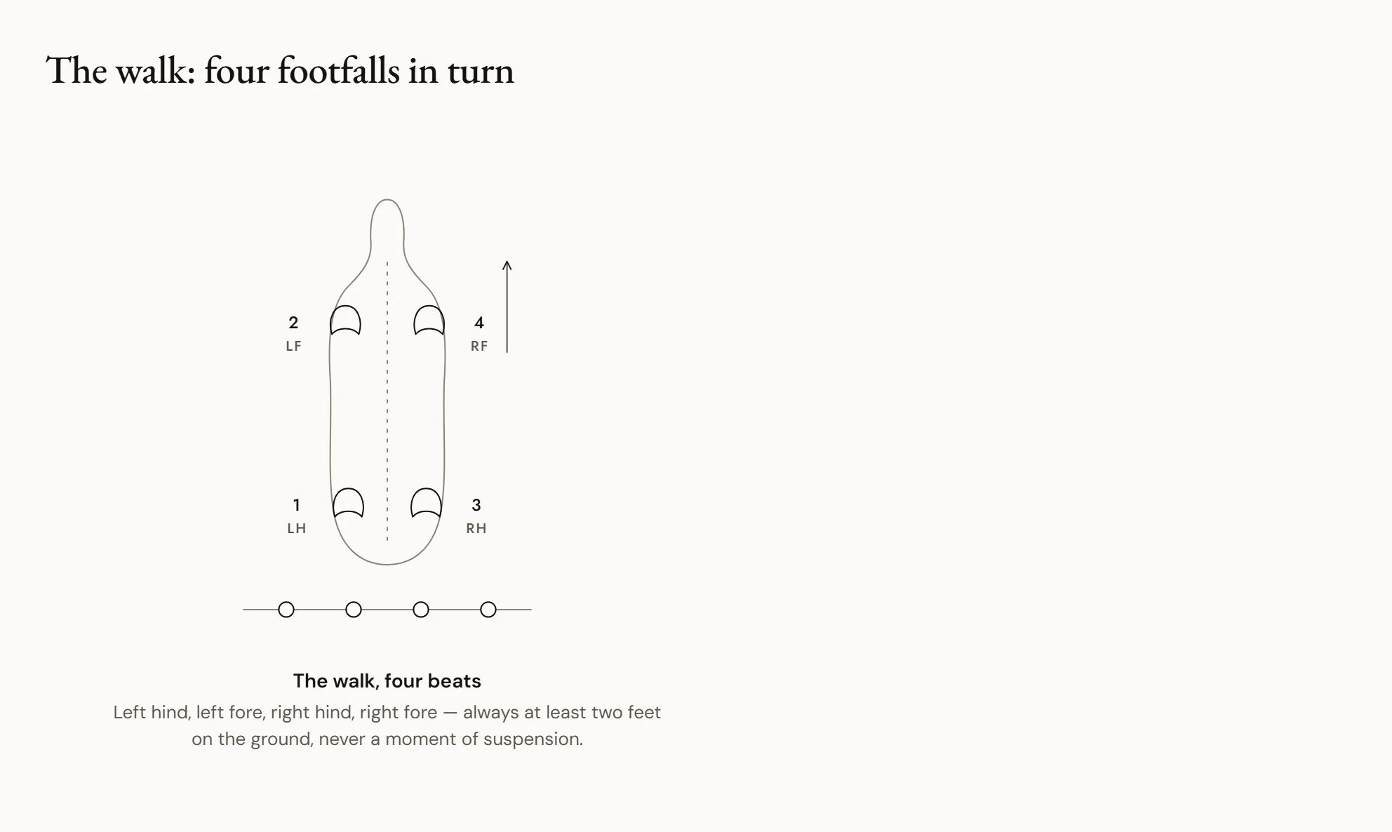 The walk: four footfalls in turn — Four outlines of a horse at walk. In each one, the foot coming down is coloured, in order: right hind, right fore, left hind, left fore. A diagram underneath shows the support alternating between two and three feet.