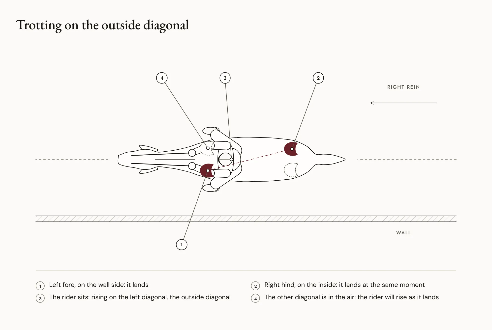 Trotting on the outside diagonal — Seen from above, a rider trotting on the right rein: they sit as the left fore, on the wall side, and the right hind, on the inside, land. This is the left diagonal, the outside diagonal.