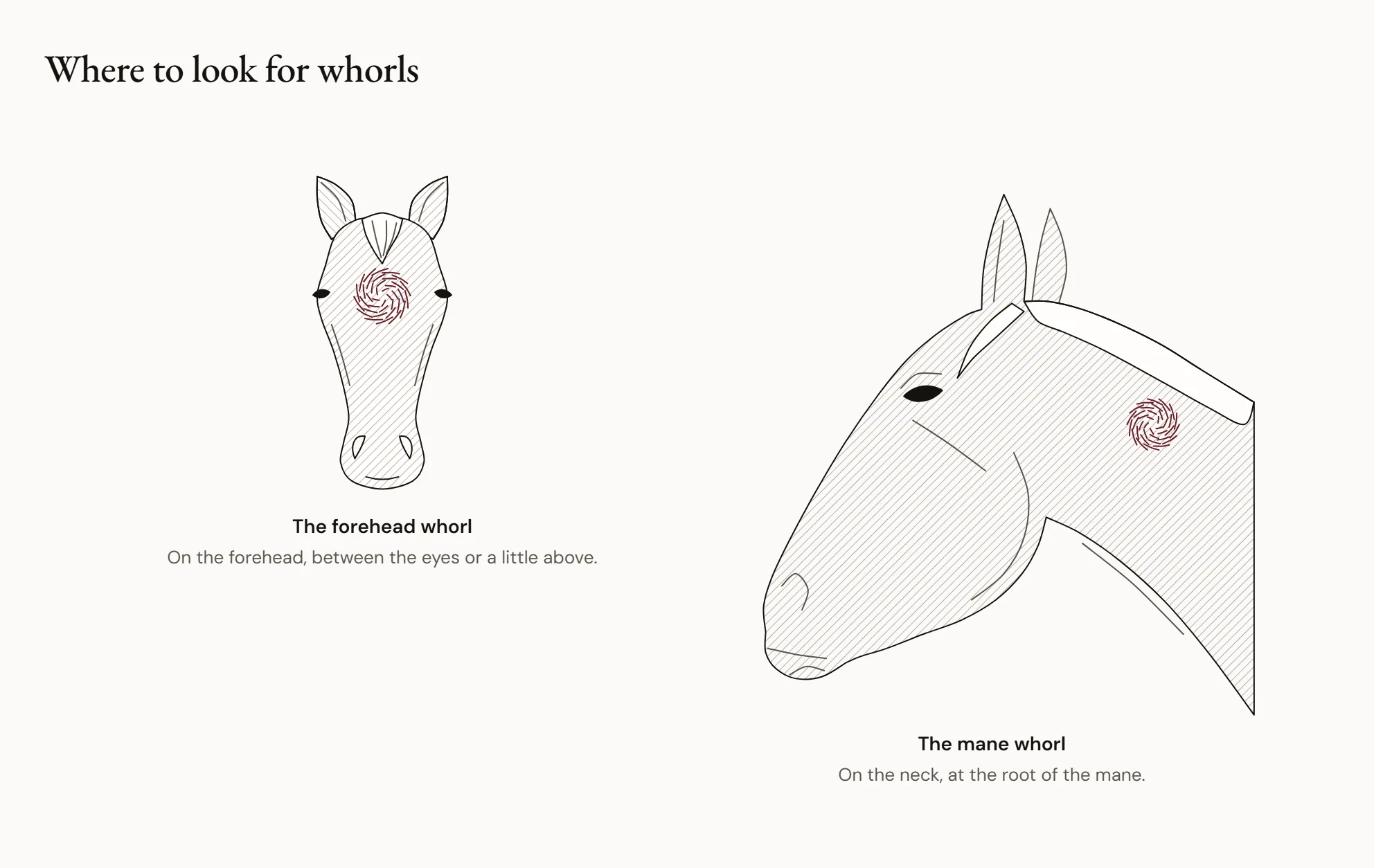 Where to look for whorls — A head seen from the front with a swirling whorl on the forehead, between the eyes, and a neck in profile with a whorl at the root of the mane.