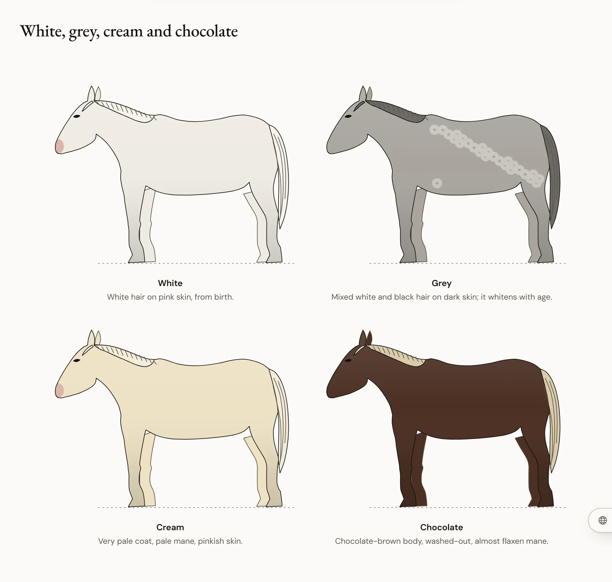 White, grey, cream and chocolate — Four horses in profile: a white horse with pink skin, a grey with a coat of mixed white and dark hairs, a cream with off-white hair and blue eyes, and a chocolate with a very dark brown body and a washed-out, almost flaxen mane and tail.