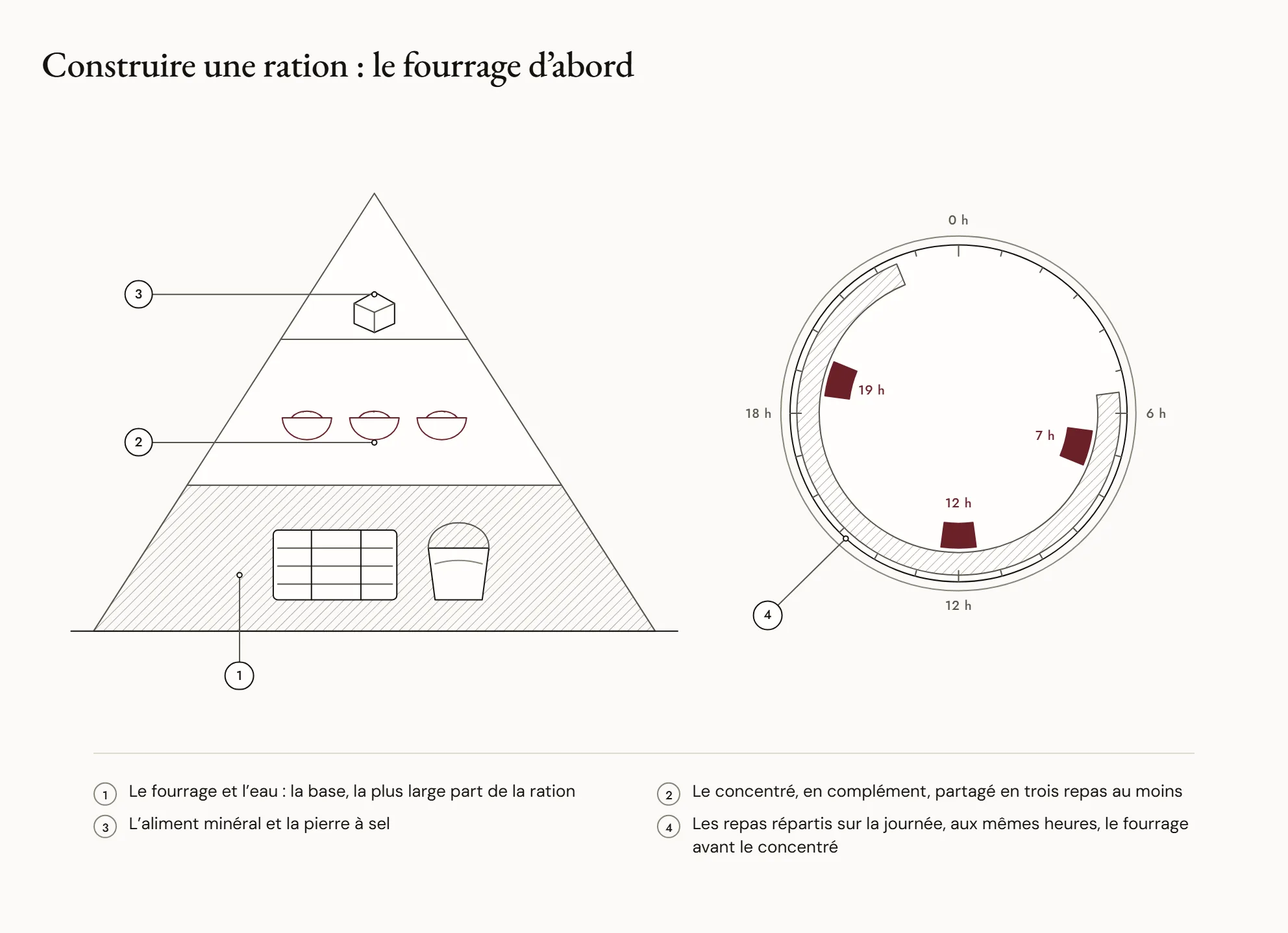 Construire une ration : le fourrage d’abord — Une pyramide : à la base, très large, le fourrage et l’eau ; au milieu, le concentré partagé en trois repas ; au sommet, petit, l’aliment minéral et la pierre à sel. À côté, une horloge montre les repas répartis sur la journée.