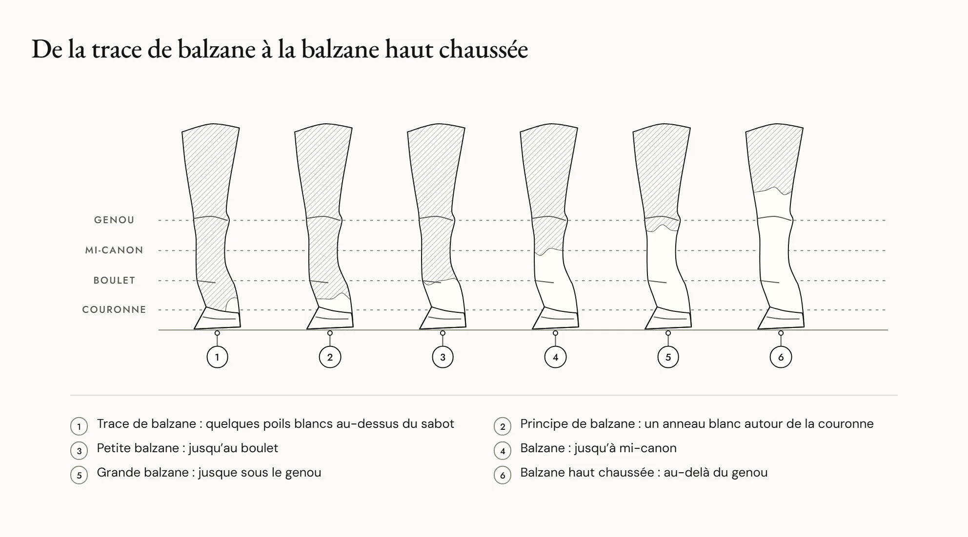 De la trace de balzane à la balzane haut chaussée — Six membres alignés, du plus petit blanc au plus grand : trace de balzane au-dessus du sabot, principe de balzane autour de la couronne, petite balzane jusqu’au boulet, balzane jusqu’à mi-canon, grande balzane jusque sous le genou, balzane haut chaussée qui dépasse le genou.