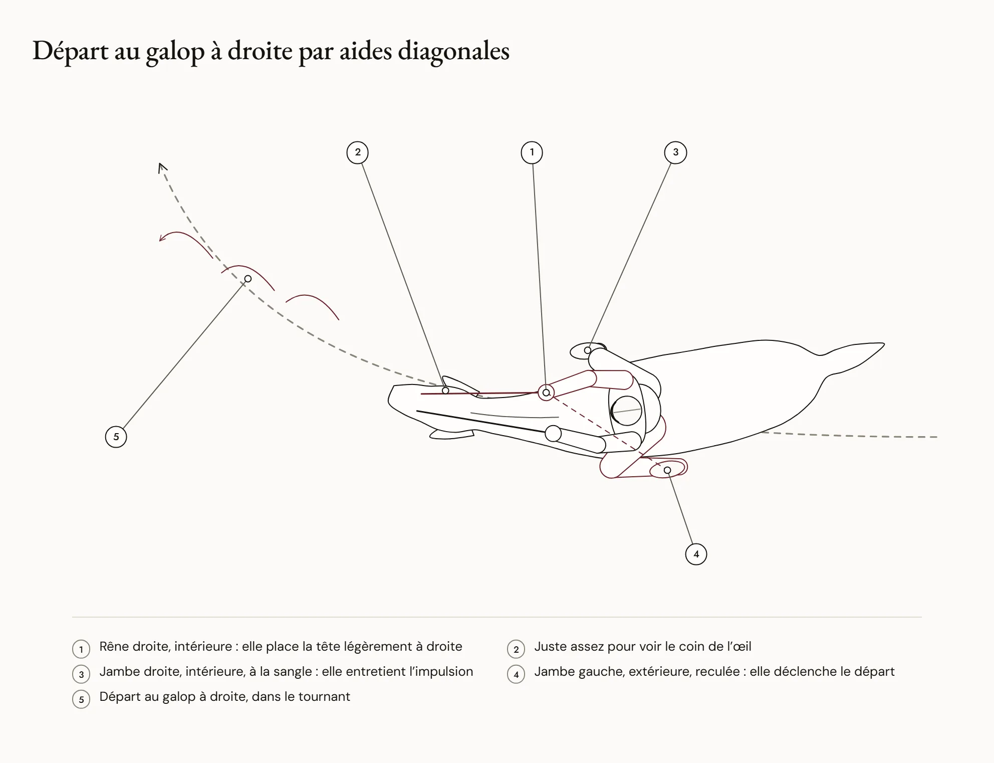 Départ au galop à droite par aides diagonales — Vue de dessus d’un cavalier dans un tournant à main droite : la rêne droite, intérieure, place légèrement la tête à droite ; la jambe gauche, extérieure, est reculée en arrière de la sangle ; la jambe droite reste à la sangle. Des flèches montrent le départ au galop à droite.
