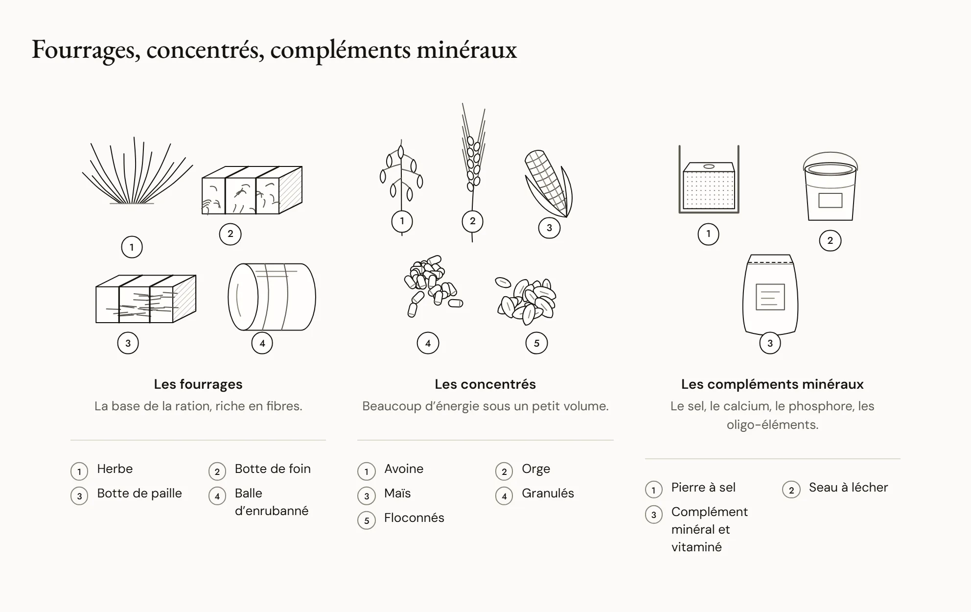 Fourrages, concentrés, compléments minéraux — Trois groupes d’aliments : à gauche des fourrages — herbe, botte de foin, paille, balle d’enrubanné ; au centre des concentrés — avoine, orge, maïs, granulés, floconnés ; à droite une pierre à sel, un seau à lécher et un sac de complément minéral.