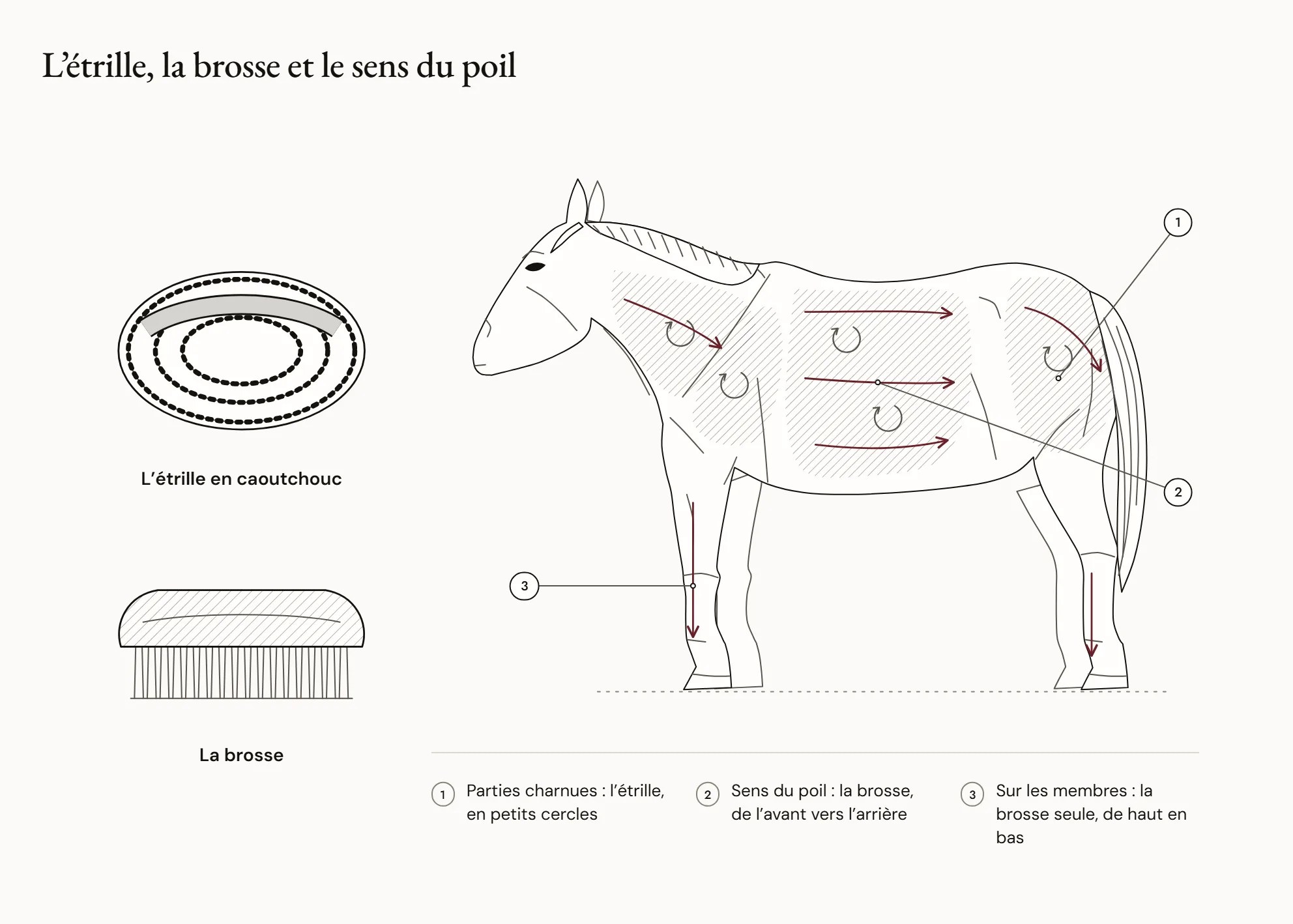 L’étrille, la brosse et le sens du poil — À gauche, une étrille en caoutchouc et une brosse. À droite, un poney de profil : les parties charnues où passe l’étrille sont ombrées et marquées de petites flèches circulaires ; de longues flèches montrent le sens du poil, de l’avant vers l’arrière sur le corps et de haut en bas sur les membres.