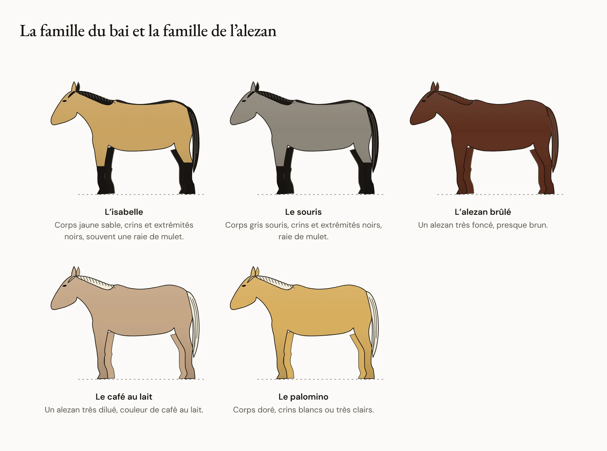 La famille du bai et la famille de l’alezan — Deux rangées de chevaux de profil. En haut, un bai, un isabelle jaune aux crins noirs et un souris gris cendré aux crins noirs. En bas, un alezan, un alezan brûlé presque chocolat, un café au lait clair et uniforme, et un palomino doré à la crinière blanche.