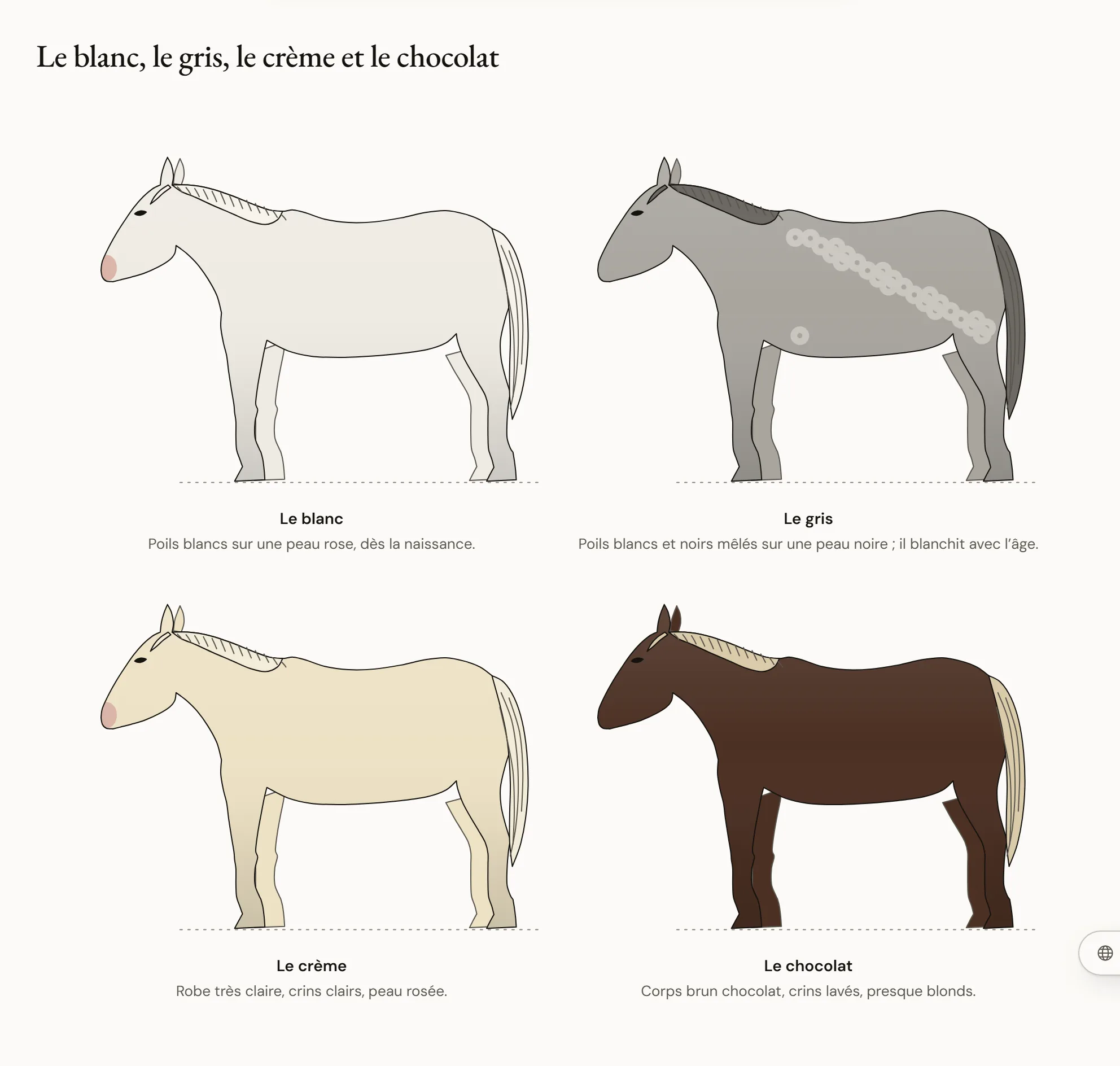 Le blanc, le gris, le crème et le chocolat — Quatre chevaux de profil : un cheval blanc à la peau rose, un gris au pelage mêlé de poils blancs et foncés, un crème aux poils blanc cassé et aux yeux bleus, un chocolat au corps brun très foncé et aux crins lavés, presque blonds.