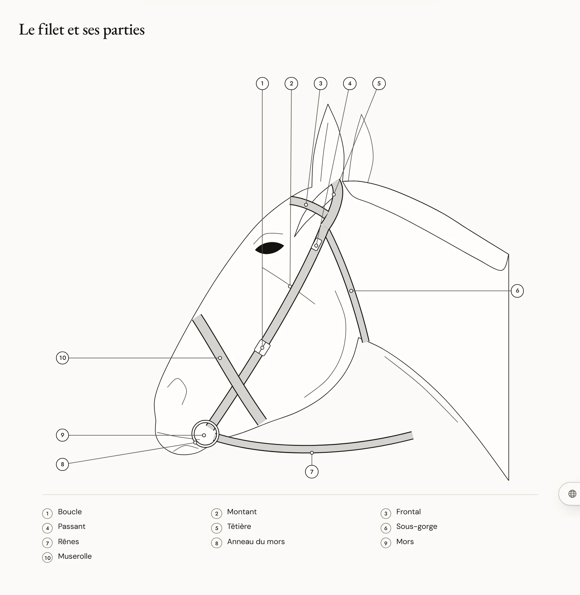 Le filet et ses parties — Tête de cheval de profil gauche portant un filet dont chaque pièce est numérotée : têtière, sous-gorge, frontal, montant de filet, montant de muserolle, muserolle, mors et ses anneaux, rênes, boucles et passants.