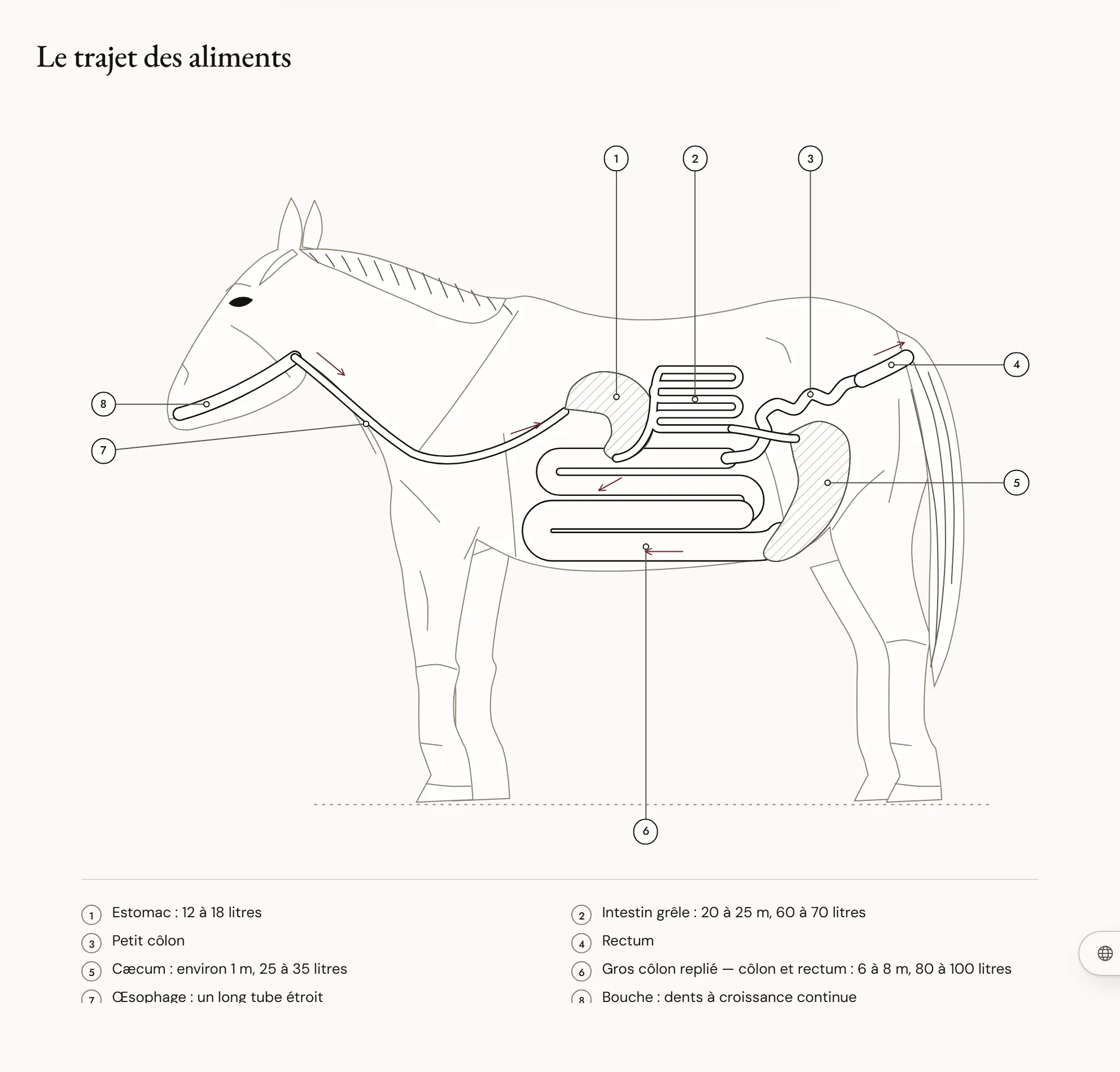 Le trajet des aliments — Schéma du tube digestif d’un cheval de profil : bouche, œsophage, petit estomac, long intestin grêle replié, cæcum en forme de poche, gros côlon replié, petit côlon et rectum, avec la taille approximative de chaque organe.