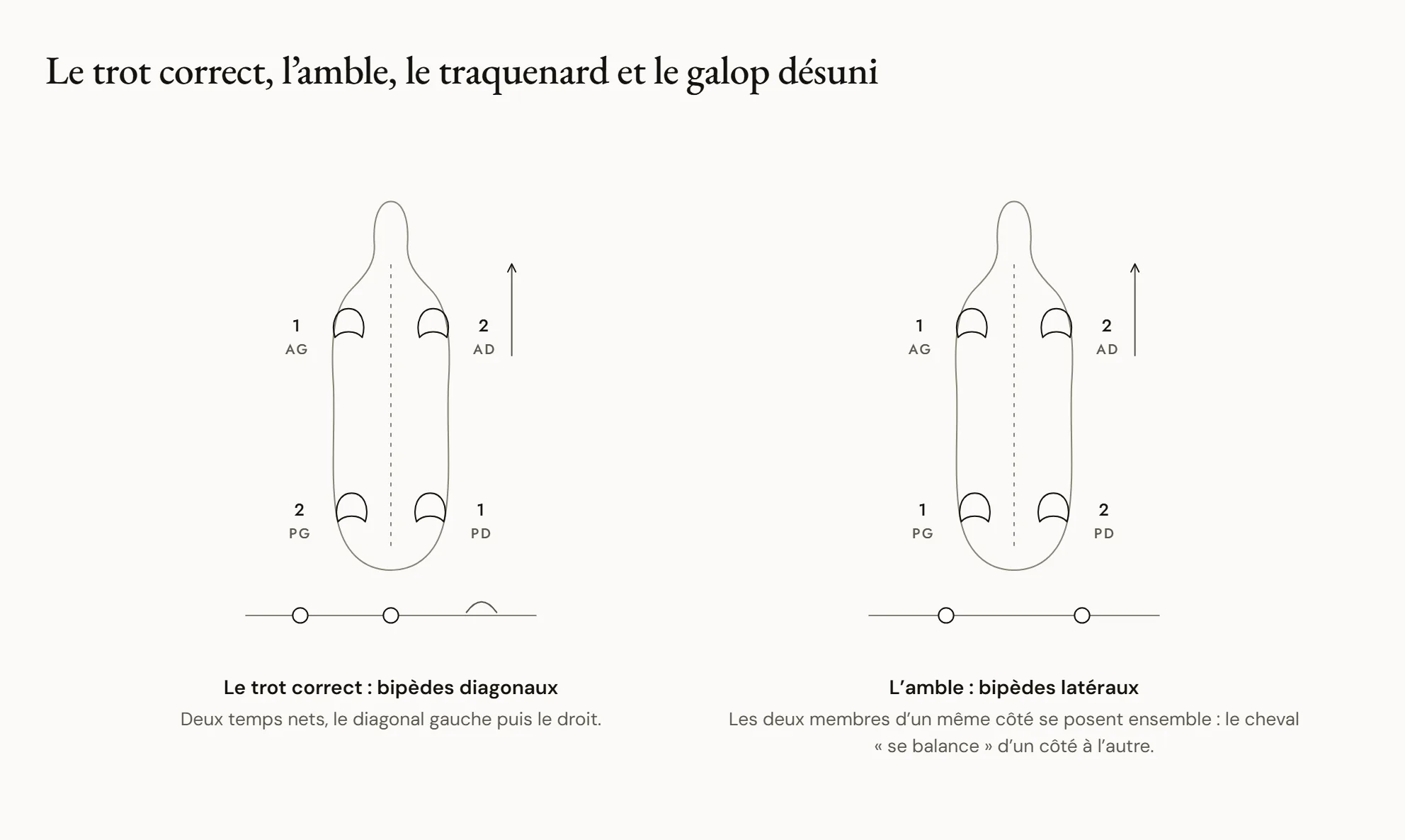 Le trot correct, l’amble, le traquenard et le galop désuni — Quatre chevaux vus de dessus, une empreinte numérotée sous chaque pied : au trot correct, les bipèdes diagonaux se posent ensemble ; à l’amble, les bipèdes latéraux ; au traquenard, les deux pieds d’un diagonal se posent l’un après l’autre ; au galop désuni, un bipède latéral se pose au deuxième temps.