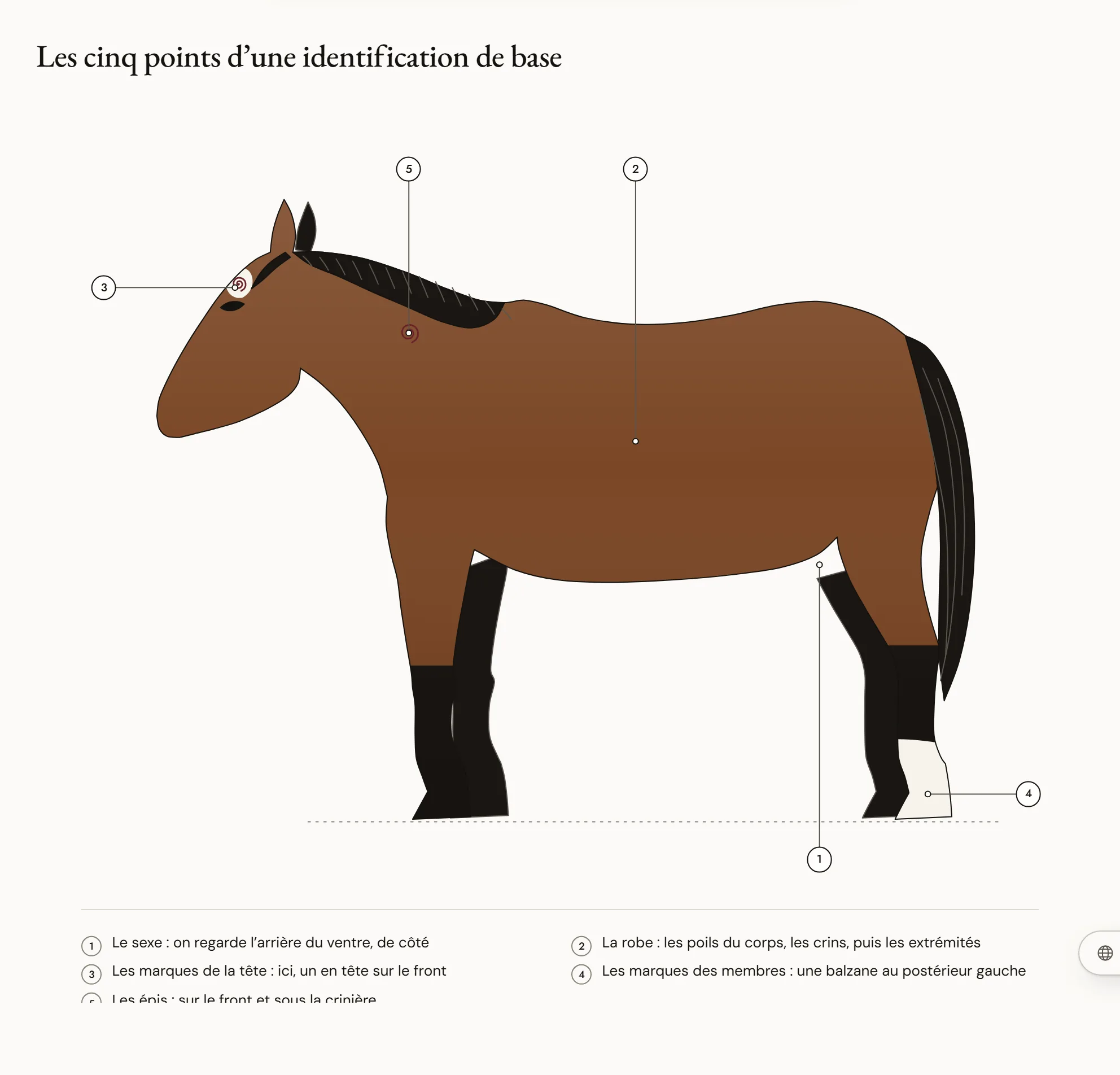 Les cinq points d’une identification de base — Un cheval bai vu de profil, côté gauche, avec cinq repères numérotés : l’arrière du ventre pour le sexe ; le corps, les crins et le bas des membres pour la robe ; un en tête sur le front ; une balzane au postérieur gauche ; deux épis, sur le front et sous la crinière.