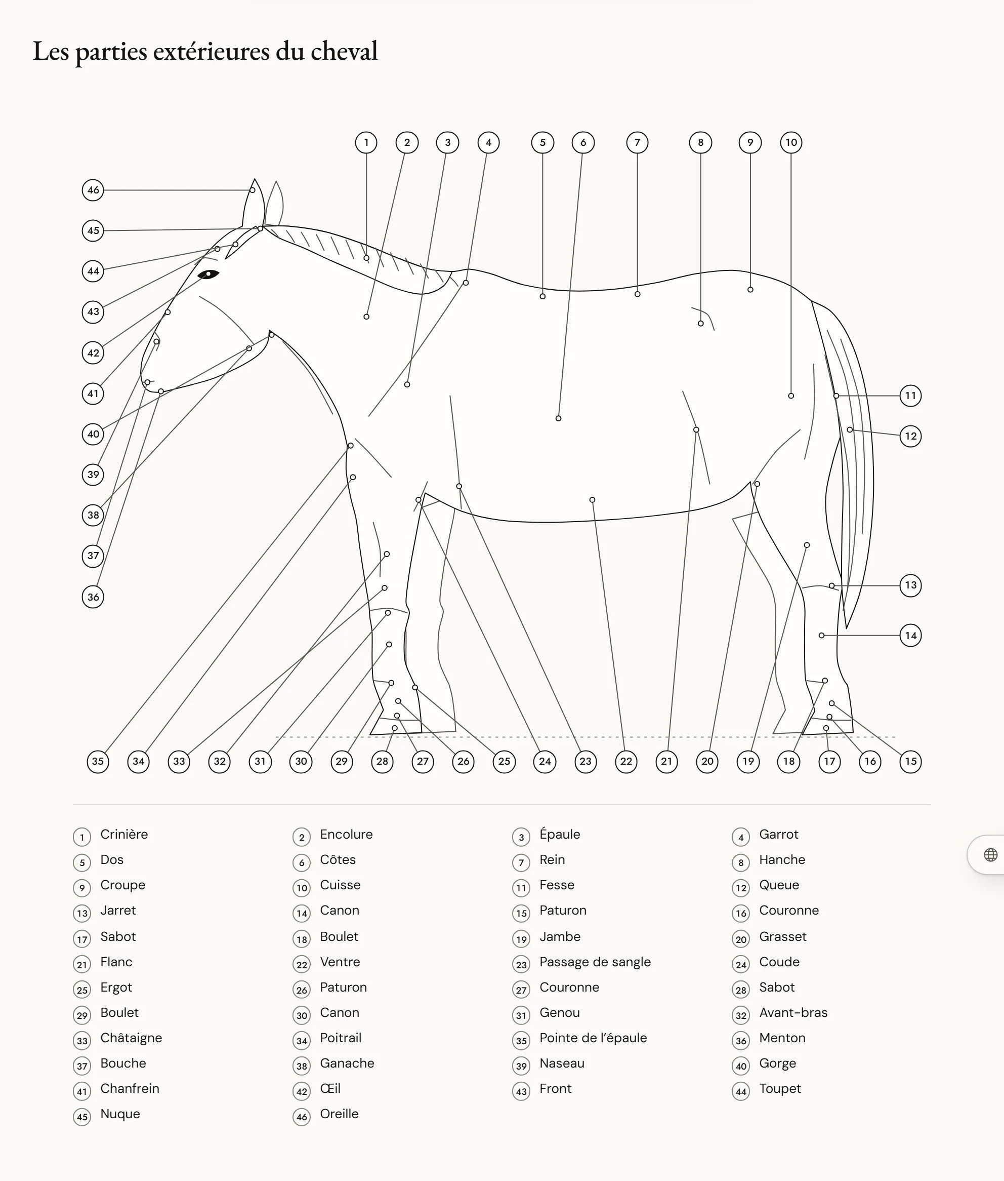 Les parties extérieures du cheval — Cheval de profil gauche avec une cinquantaine de parties numérotées, de la nuque aux sabots, et trois traits qui séparent l’avant-main, le corps et l’arrière-main.