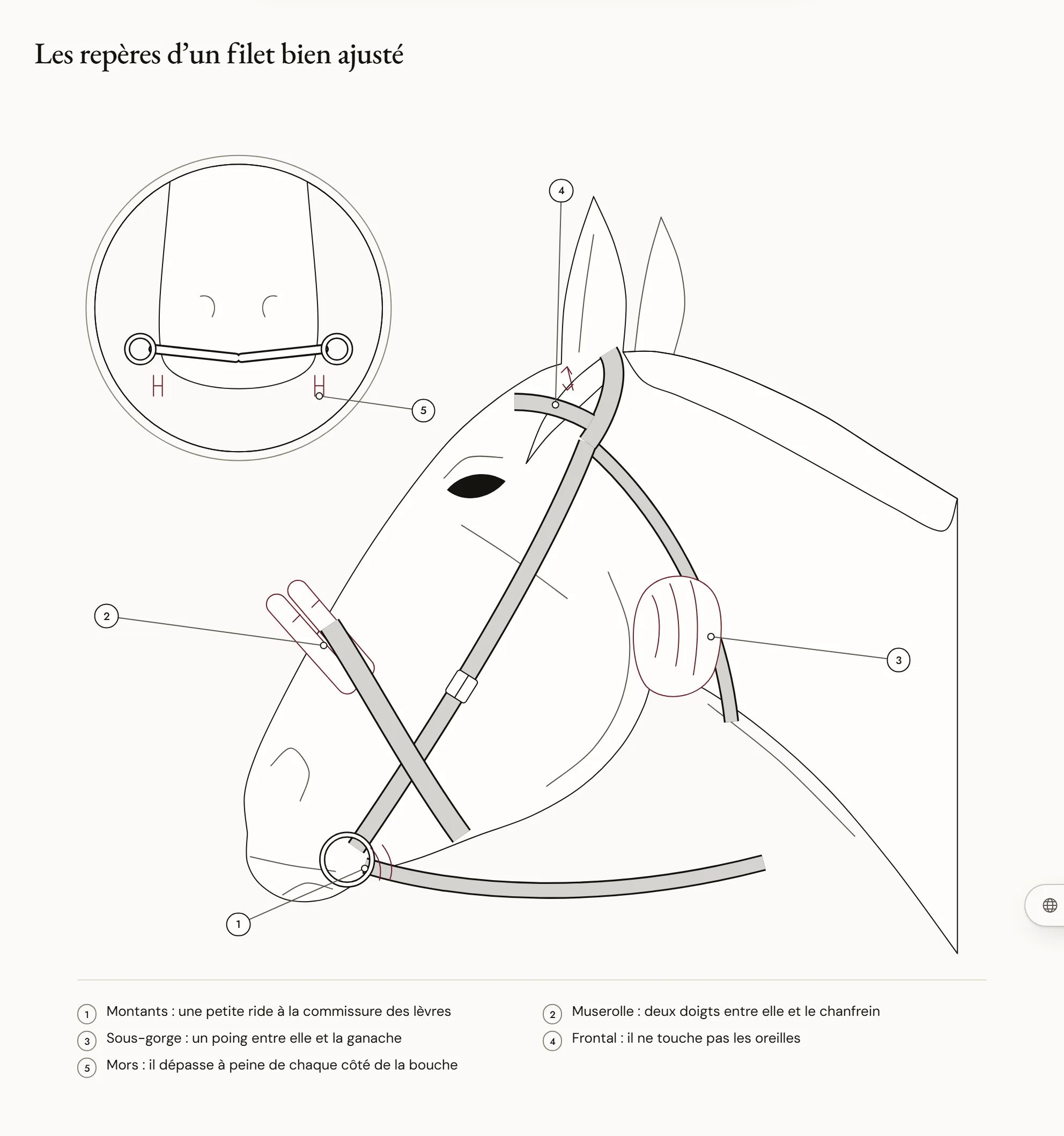Les repères d’un filet bien ajusté — Tête de cheval bridée, de profil, avec les repères de réglage : une petite ride à la commissure des lèvres, deux doigts sous la muserolle, un poing sous la sous-gorge, un frontal qui ne touche pas les oreilles et un mors qui dépasse à peine de chaque côté de la bouche.