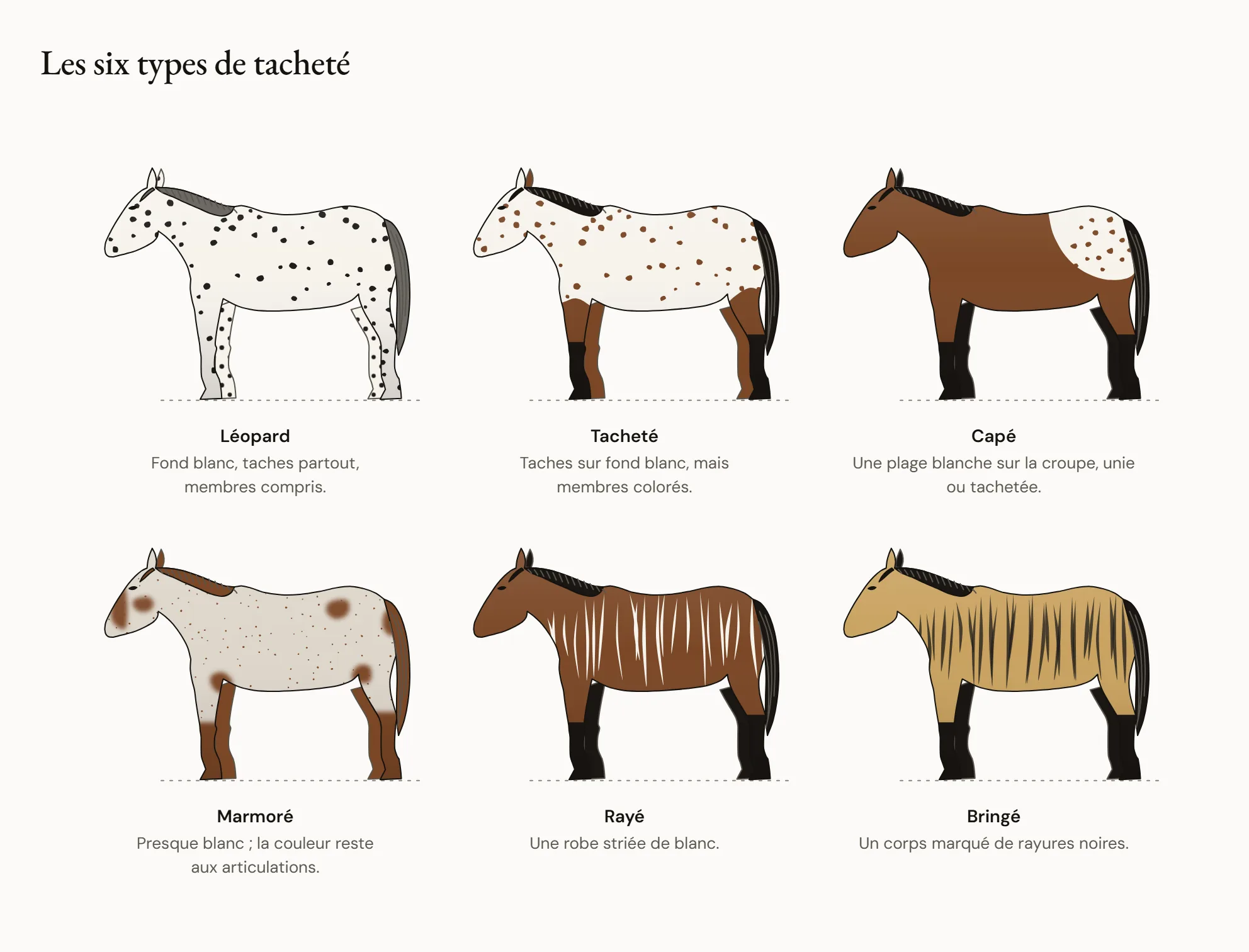 Les six types de tacheté — Six chevaux : un léopard blanc couvert de taches colorées jusqu’aux pieds ; un tacheté semblable mais aux membres colorés ; un capé, coloré avec une grande plage blanche sur la croupe ; un marmoré presque blanc aux articulations colorées ; un rayé strié de blanc ; un bringé strié de noir.
