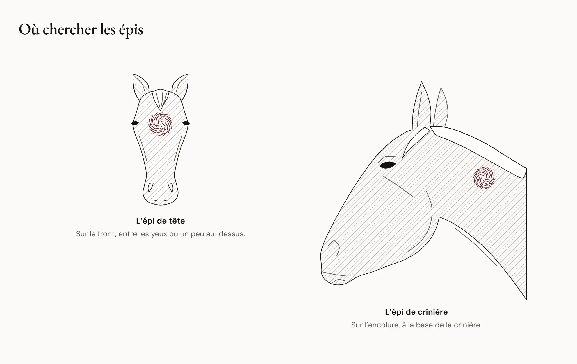 Où chercher les épis — Une tête vue de face avec un épi en tourbillon sur le front, entre les yeux, et une encolure vue de profil avec un épi à la base de la crinière.