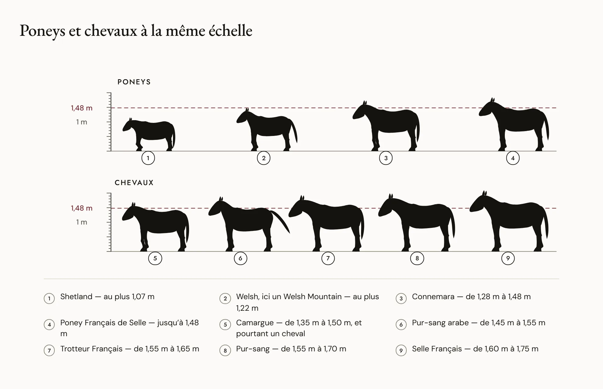 Poneys et chevaux à la même échelle — Silhouettes de profil alignées devant une toise : un Shetland, un Welsh, un Connemara et un Poney Français de Selle, puis un Camargue, un Pur-sang arabe, un Trotteur Français, un Pur-sang et un Selle Français, avec un trait horizontal à 1,48 m.