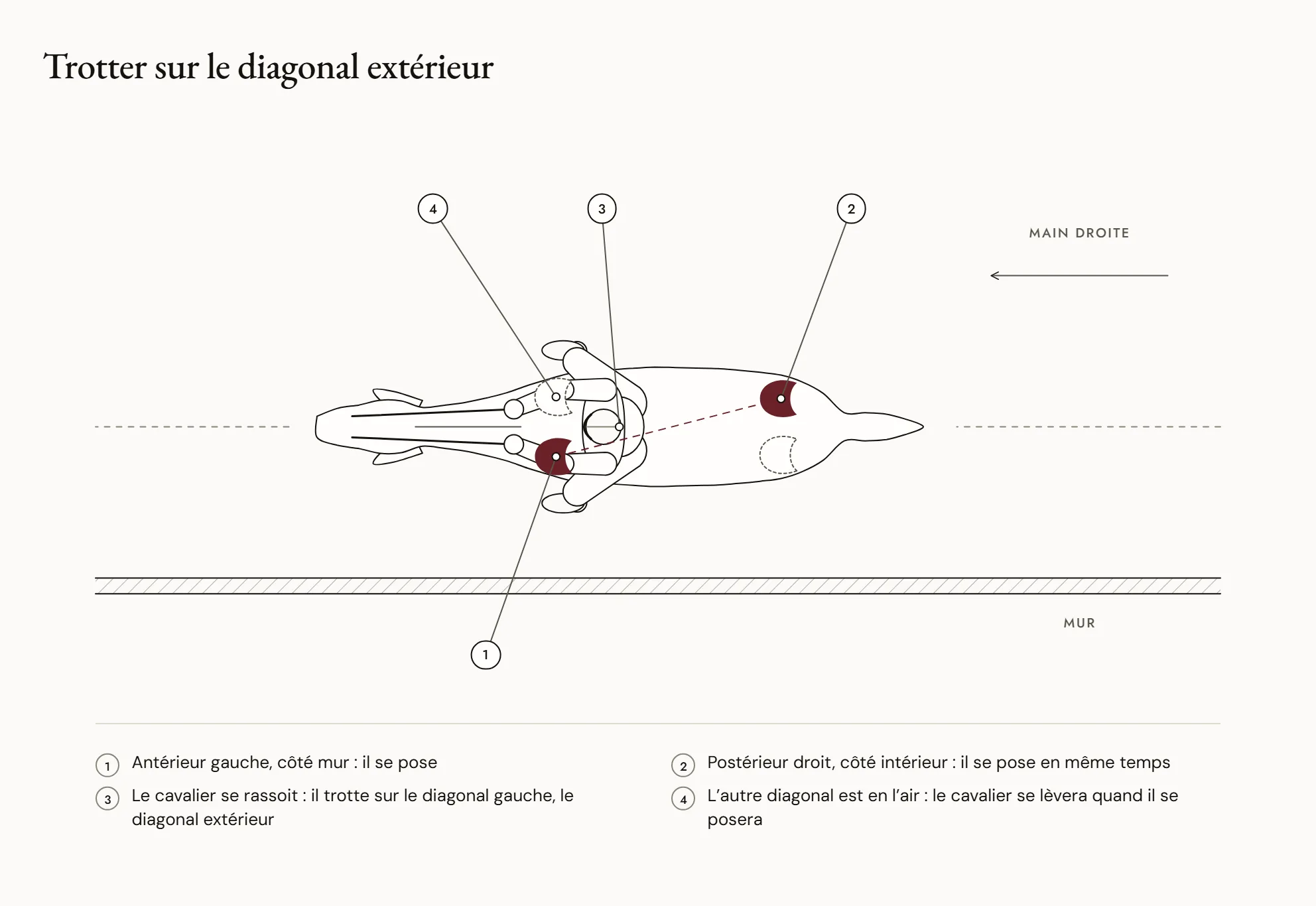 Trotter sur le diagonal extérieur — Vue de dessus d’un cavalier qui trotte à main droite : il se rassoit au moment où l’antérieur gauche, côté mur, et le postérieur droit, côté intérieur, se posent. C’est le diagonal gauche, le diagonal extérieur.