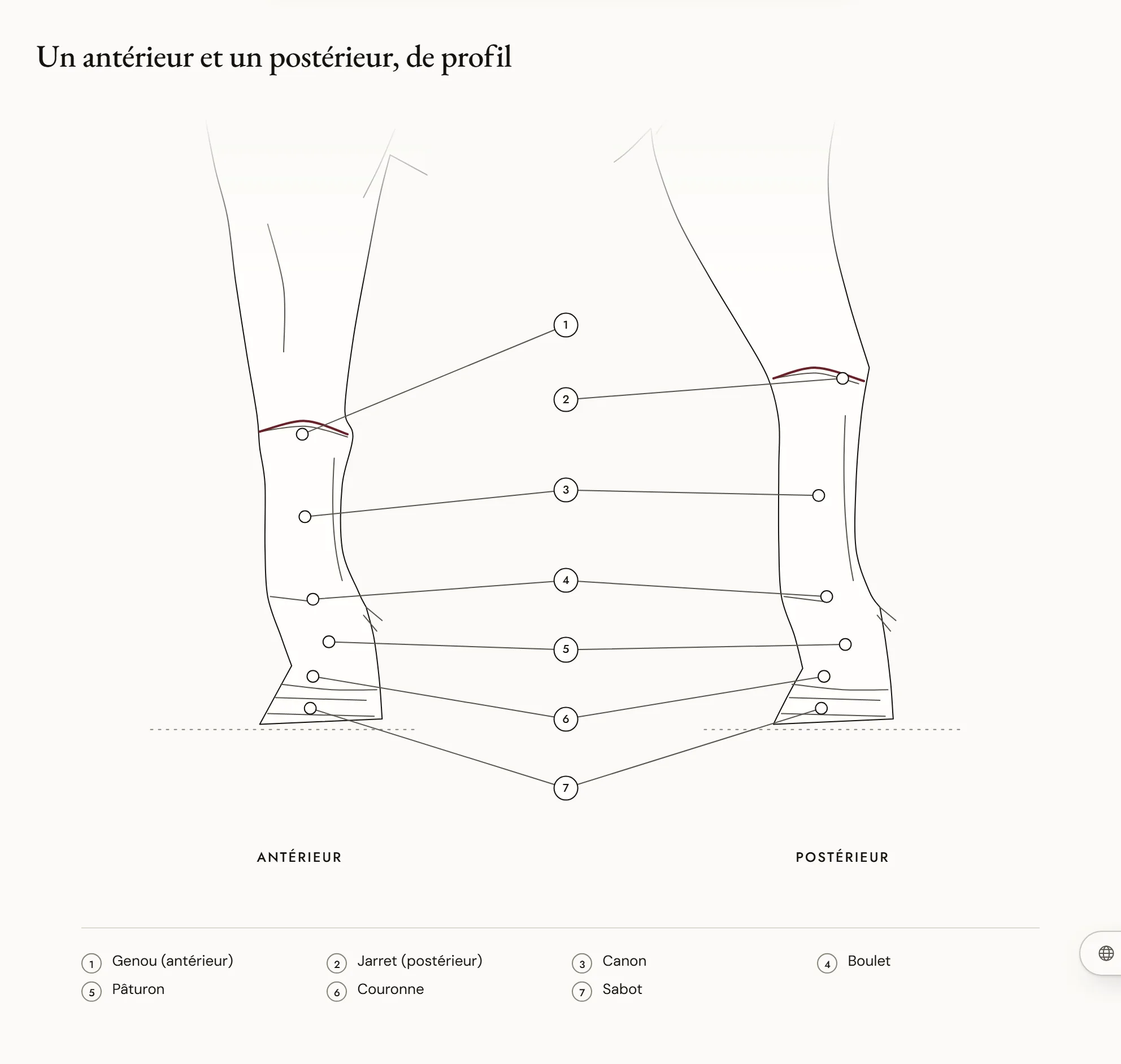 Un antérieur et un postérieur, de profil — Un membre antérieur et un membre postérieur de cheval vus de profil gauche, côte à côte, avec sept repères : le genou sur l’antérieur, le jarret sur le postérieur, puis sur les deux membres le canon, le boulet, le pâturon, la couronne et le sabot.